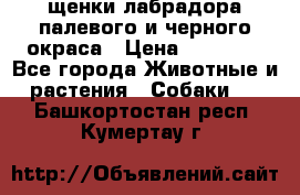 щенки лабрадора палевого и черного окраса › Цена ­ 30 000 - Все города Животные и растения » Собаки   . Башкортостан респ.,Кумертау г.